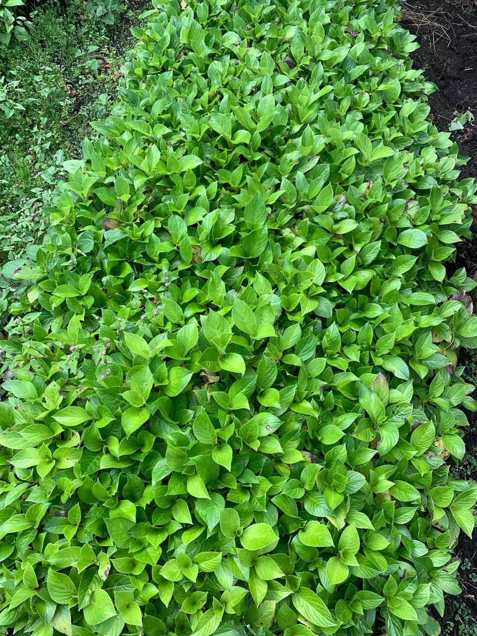 SEMILLAS DE HORTENCIA